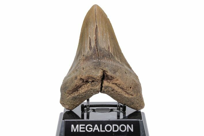 Huge, Fossil Megalodon Tooth - North Carolina #219977